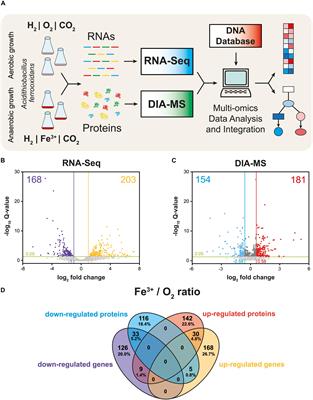 A Model of Aerobic and Anaerobic Metabolism of Hydrogen in the Extremophile Acidithiobacillus ferrooxidans